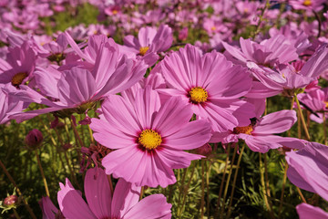 Cosmea, or Cosmos (lat. Cósmos) is a genus of annual and perennial herbaceous plants of the Aster...