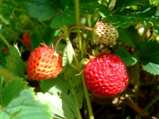 Beautiful lush strawberry bushes. Bright red, juicy, ripe, delicious berries.