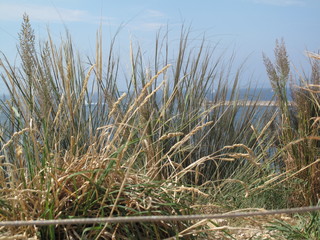 Cane thicket with the view of the sea on the background