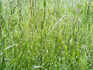 green grass with water drops