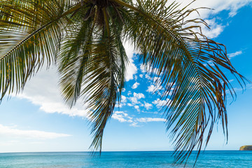 Palm tree over the sea in Guadeloupe shore