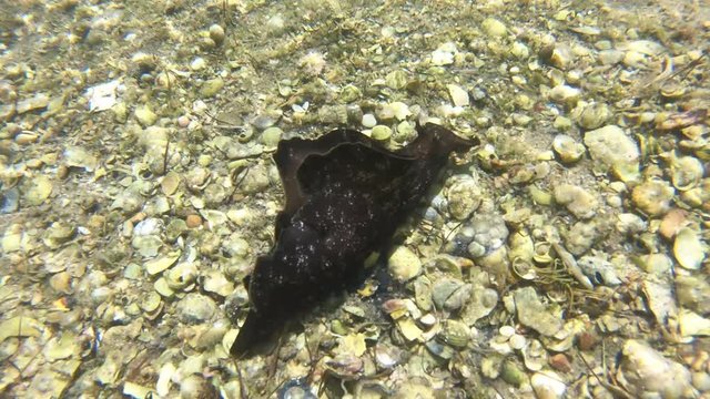 Sea slug underwater mottled sea hare Aplysia, marine opisthobranch gastropod mollusk. 