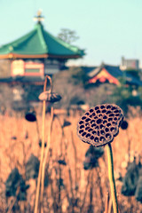 Dried lotus flower at Shinobazu lake in winter, Tokyo, Japan