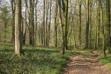 Fototapeta premium Futaie de hêtre-4