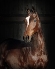 Portrait of a bay horse on dark background isolated