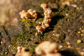 mushrooms