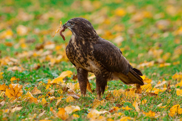 bussard with worm