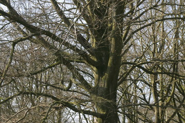 Fototapeta premium Hêtre en hiver-9
