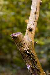 old wood