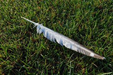 feather