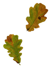 Oak hand drawn illustration watercolor style isolated on white background