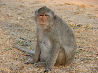Monkey in Cambodia