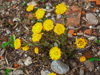 The plant Coltsfoot blooming flowers