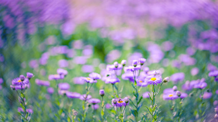 Purple flowers on beautiful bokeh background. Spring summer garden scene