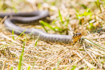 Grass snake basking in sunlight.