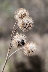 dried thistle in a forest