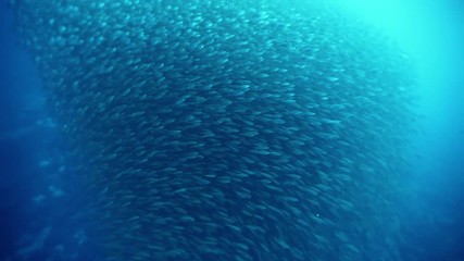 School of fish isolated in rays of sunlight underwater.