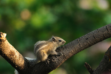 chipmunk baby on branch