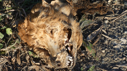 Head only of dead fox or dog
