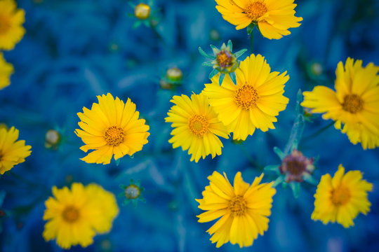 Yellow flowers on a toned on gentle soft blue and green background outdoors close-up macro. Spring summer border template floral background. Light air delicate artistic image, free space