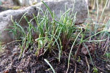 Schnittlauch - Allium schoenoprasum - junge frische Triebe