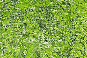 Grunge wet rotten surface. Concrete sea wave breaker corroded and destroyed by water closeup...