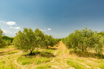 Fototapeta na wymiar Plantation of olive trees, Mediterranean agriculture field