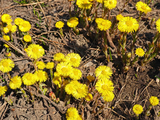 The plant Coltsfoot blooming flowers