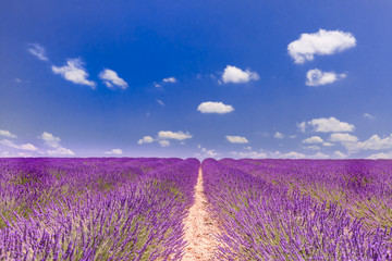 Naklejka na ściany i meble Beautiful summer nature landscape. Lavender flower blooming scented fields in endless rows. Valensole plateau, Provence, France, Europe.