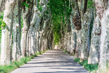 Country road among huge arch shaped sycamore trees in Provence, France. Travel France