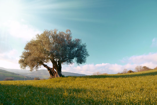 Lonely Olive Tree In The Field