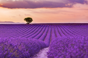 Stunning landscape with lavender field at sunset. Blooming violet fragrant lavender flowers with sun rays with warm sunset sky.