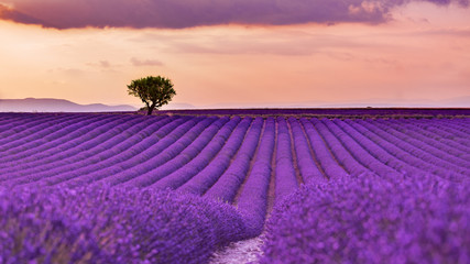 Panoramic view of French lavender field at sunset. Sunset over a violet lavender field in Provence, France, Valensole. Summer nature landscape