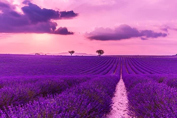 Poster Im Rahmen Atemberaubende Landschaft mit Lavendelfeld bei Sonnenuntergang. Blühende violette duftende Lavendelblüten mit Sonnenstrahlen mit warmem Sonnenuntergangshimmel. © icemanphotos