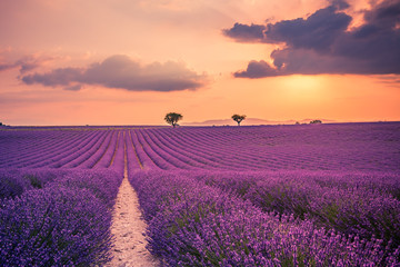 Violet lavender bushes. Beautiful colors purple lavender fields near Valensole, Provence in France, Europe