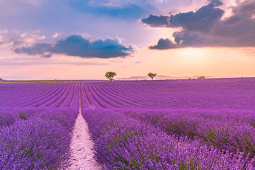 Naklejka na ściany i meble Violet lavender bushes. Beautiful colors purple lavender fields near Valensole, Provence in France, Europe