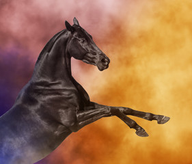 Fototapeta na wymiar Black Andalusian horse rearing in color smoke