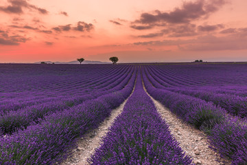 Obraz na płótnie Canvas Panoramic view of French lavender field at sunset. Sunset over a violet lavender field in Provence, France, Valensole. Summer nature landscape
