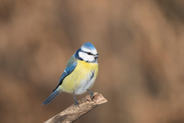 blue tit on a branch