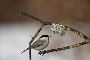 marsh tit on a branch
