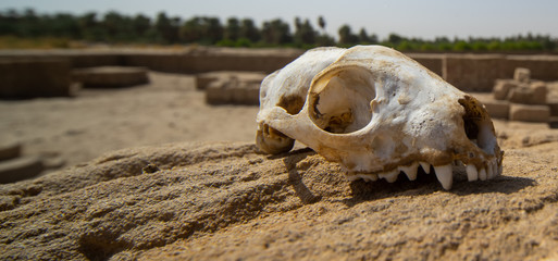 Obraz na płótnie Canvas Skull of a predator on a rock in the desert