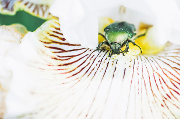 Scarabée dans une fleur