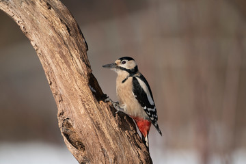 great spotted woodpecker on a tree
