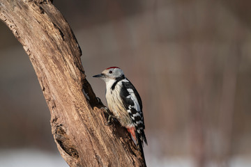 Middle spotted woodpecker on a tree