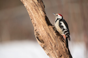 middle spotted woodpecker on a tree