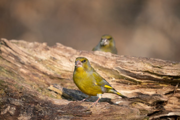 European greenfinch on a branch