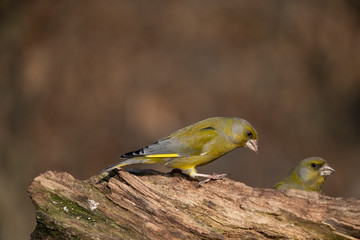 European greenfinch