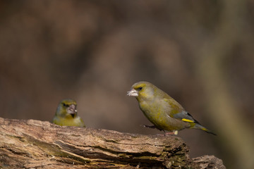 European greenfinch on a branch