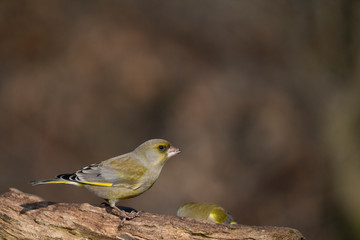 European greenfinch on a branch