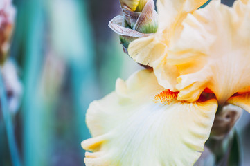 Fototapeta na wymiar Close up sur les pétales d'un iris